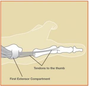 hand tendon diagram