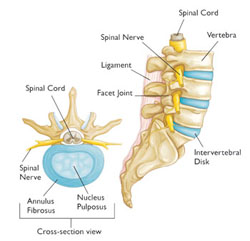 Normal lumbar anatomy and cross-section
