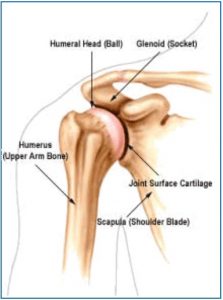 shoulder ball joint