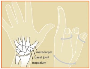 thumb basal joint diagram