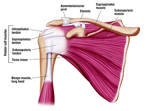 Rotator Cuff Disorders: The Facts | OrthoBethesda