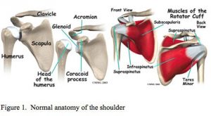 Rotator Cuff Disorders: The Facts