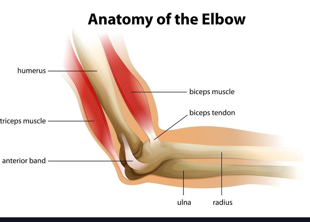 anatomy of the elbow