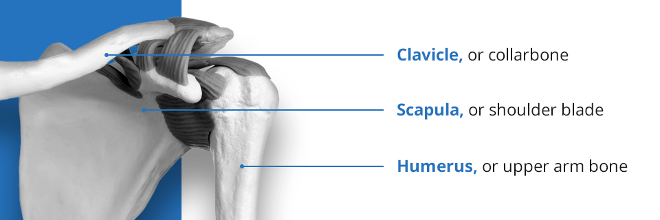 anatomy of the shoulder