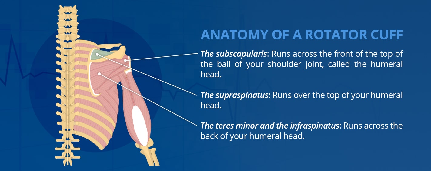 Anatomy of A Rotator Cuff rotator cuff anatomy