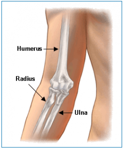 elbow joint diagram