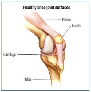 Healthy knee