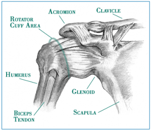 rotator cuff diagram