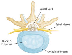 spine cross section diagram