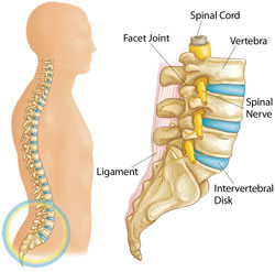 lumbar anatomy diagram
