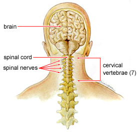 neck nerve diagram