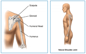 natural shoulder joint diagram