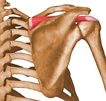 The Supraspinatus