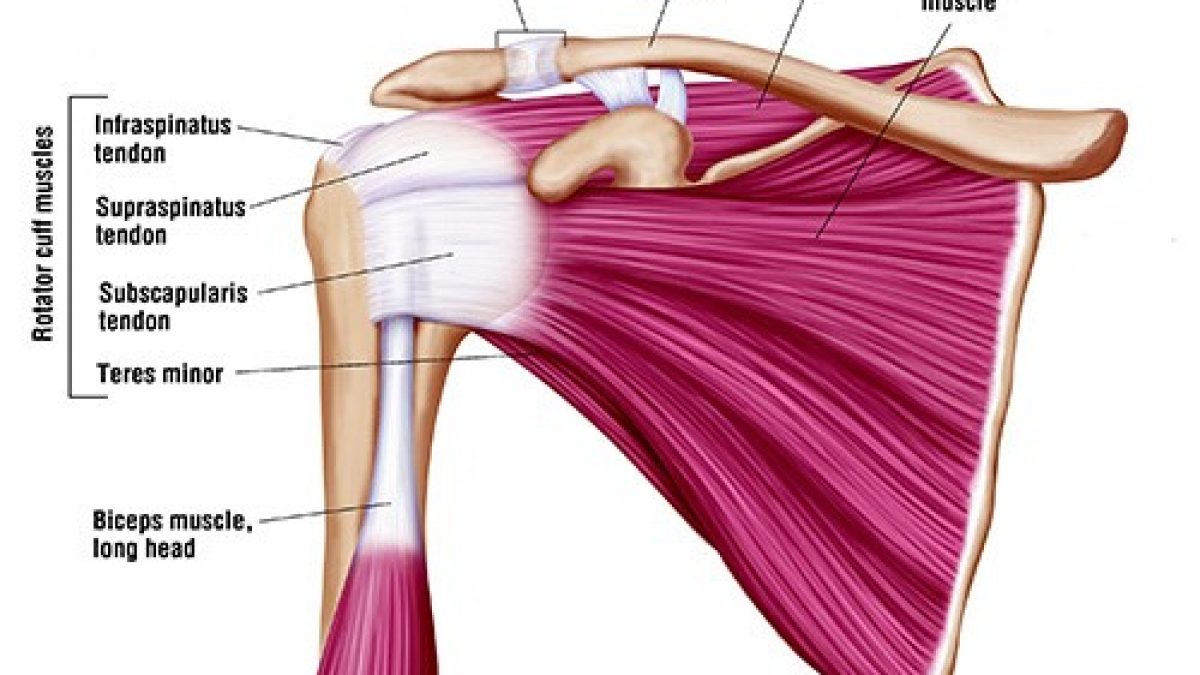 Value Of Orthopaedic Treatment Rotator Cuff Rotator