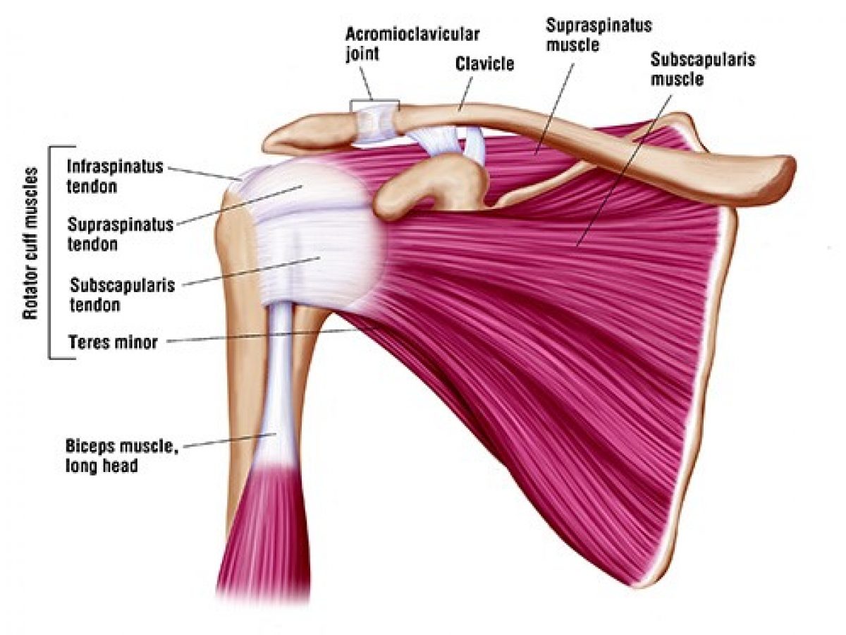 Where is your rotator cuff located hotsell